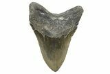 Serrated, Fossil Megalodon Tooth - North Carolina #345667-2
